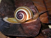 /album/galeria-de-fotos-gastropoda/gastropoda-2-jpg1/